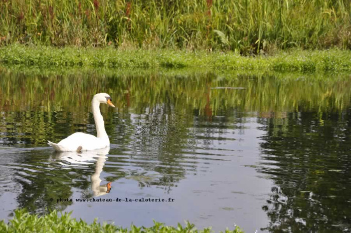 Cygne blanc